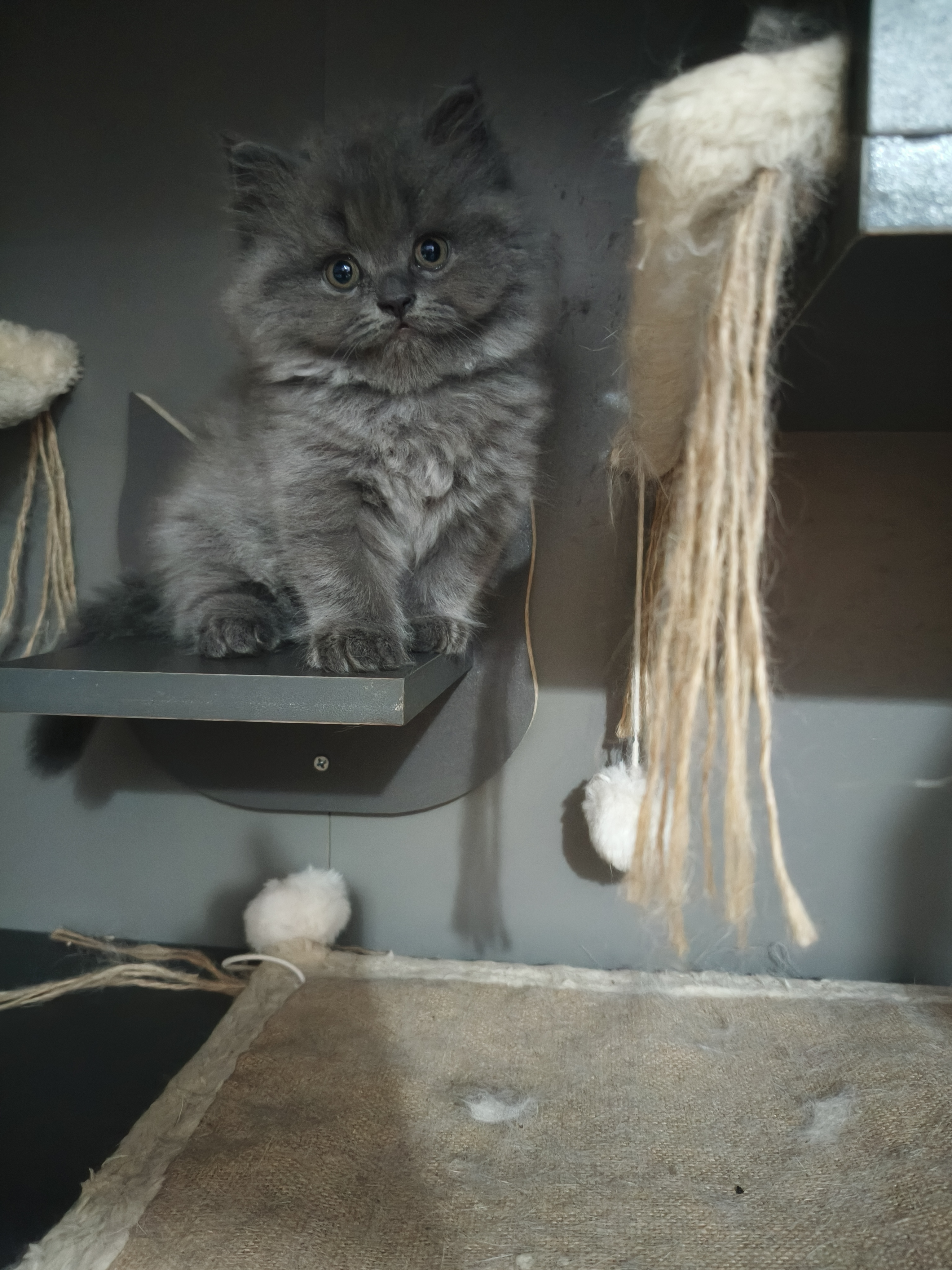 蓝猫高地妹妹，喜欢的铲屎官快来吧！